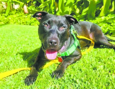 Pet of the Week